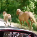 Schermata 2016-05-21 alle 12.18.09