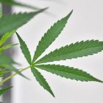 MARATONA SULLA MANOVRA, DALLA CANNABIS LIGHT ALLA PLASTIC TAX