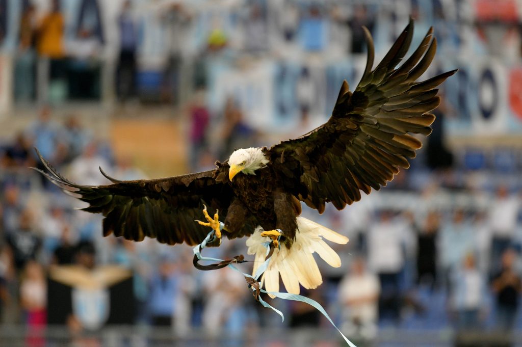 Aquila